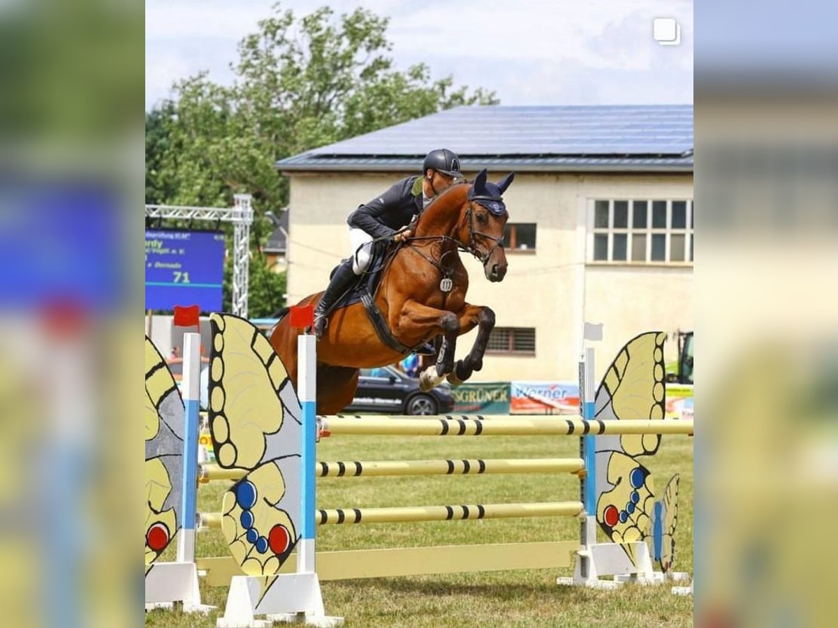 Caballo de deporte alemán Caballo castrado 7 años 169 cm Castaño in Lengenfeld