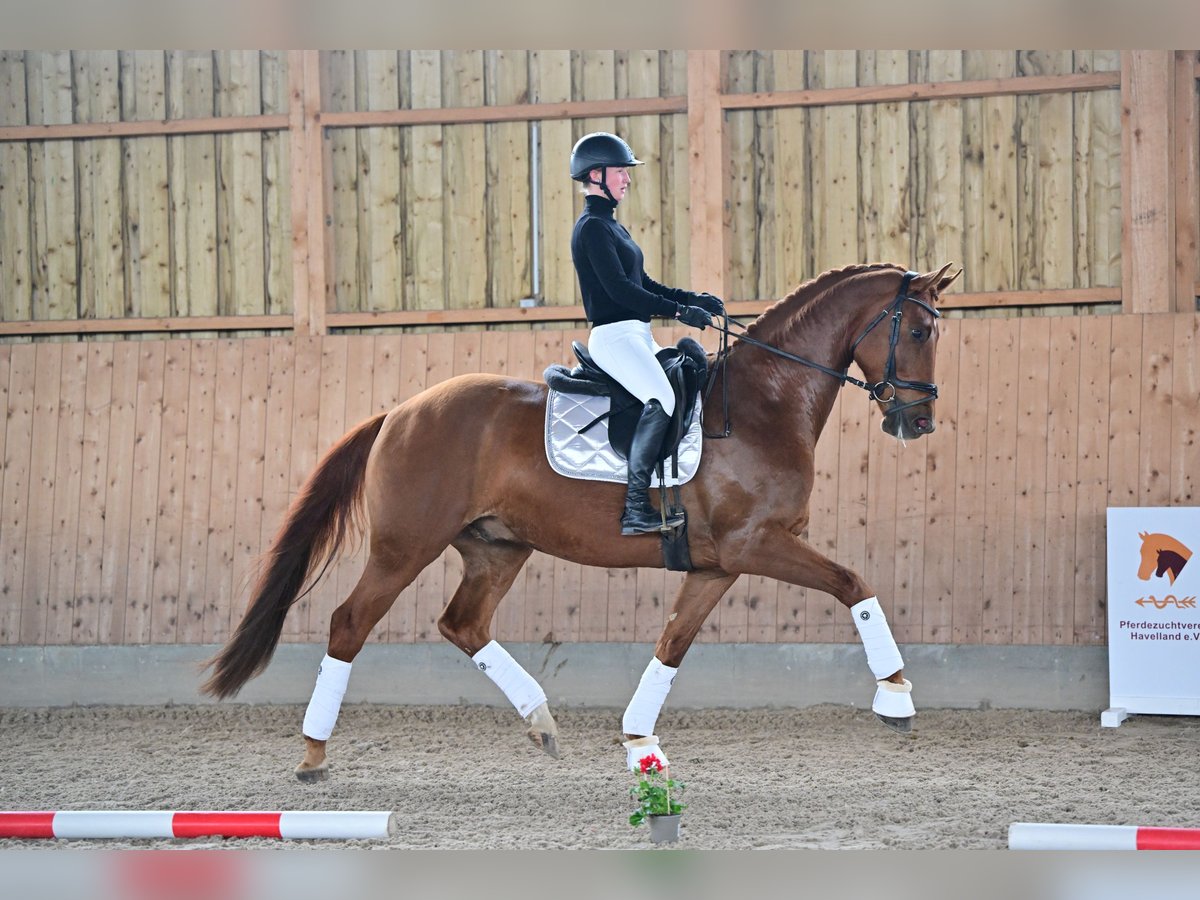 Caballo de deporte alemán Caballo castrado 7 años 170 cm Alazán in Brieselang