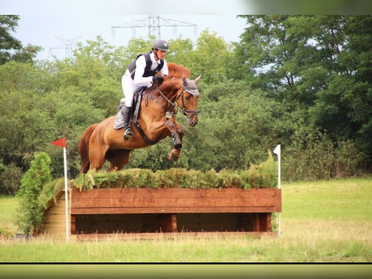 Caballo de deporte alemán Caballo castrado 7 años 170 cm Alazán in Goes
