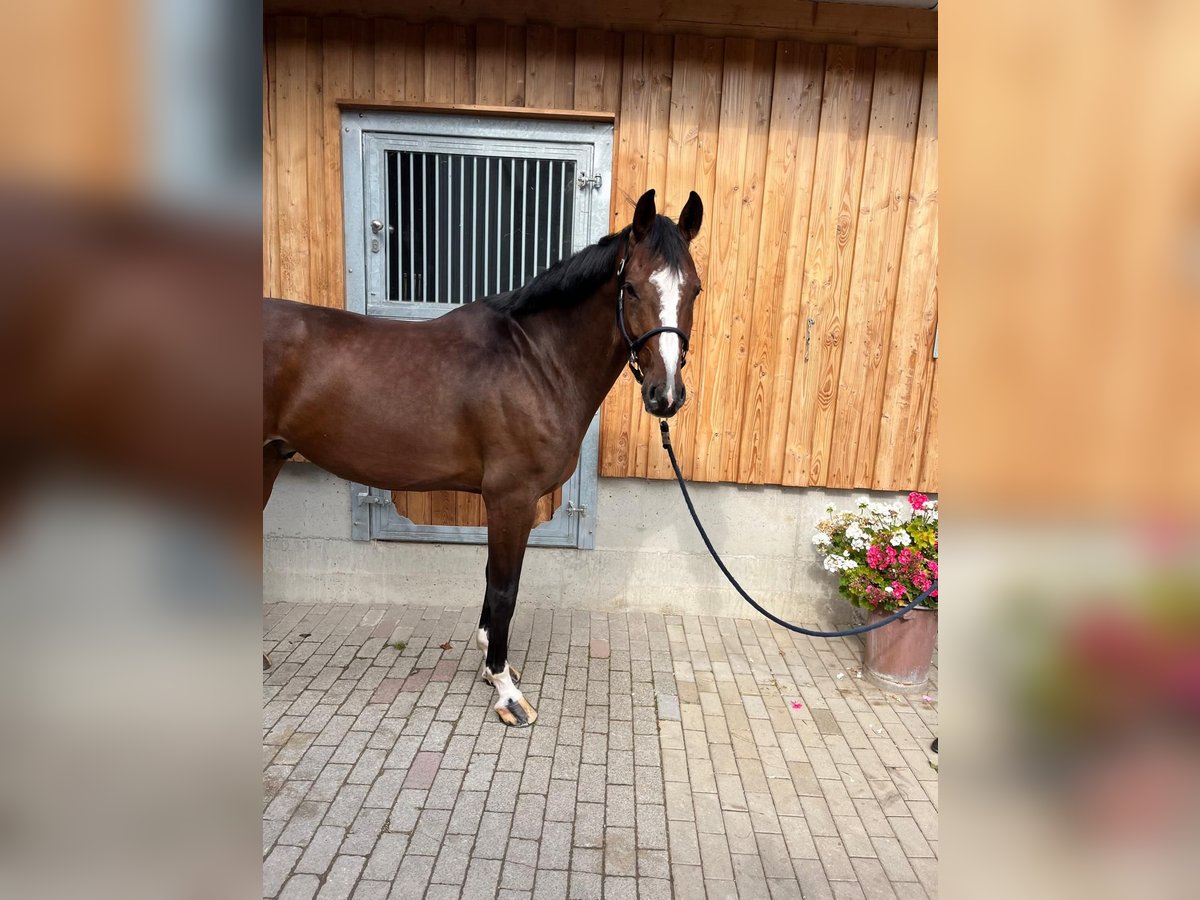 Caballo de deporte alemán Caballo castrado 7 años 170 cm in Kirkel