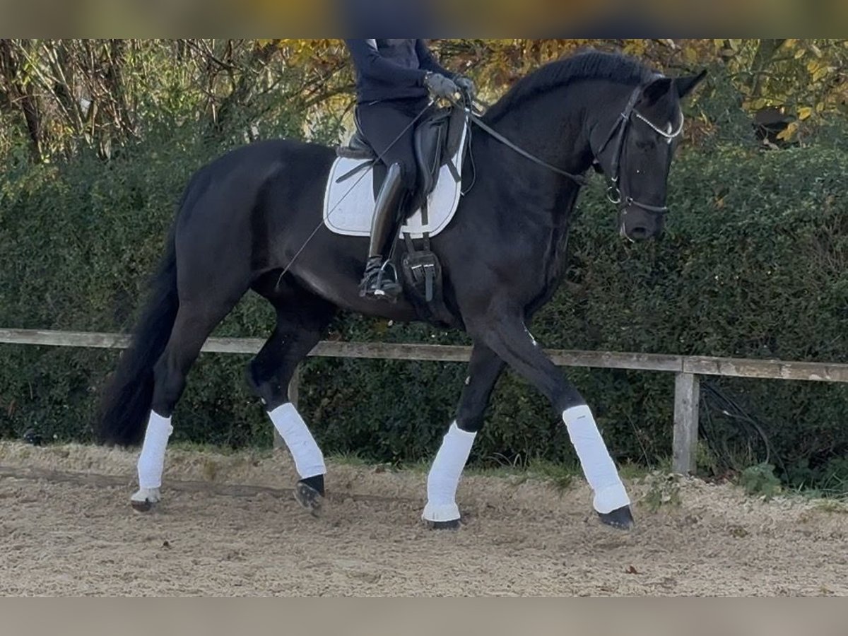 Caballo de deporte alemán Caballo castrado 7 años 170 cm Negro in G&#xE4;ufelden