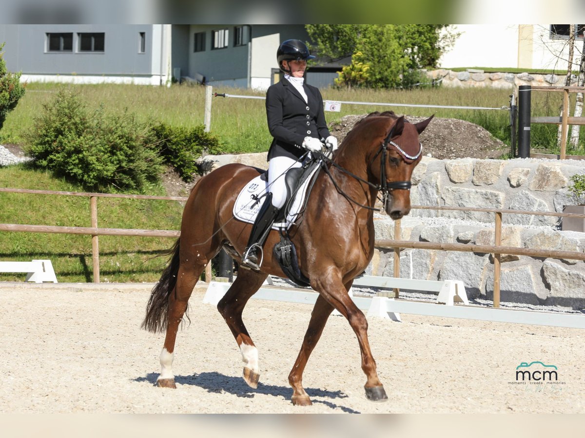 Caballo de deporte alemán Caballo castrado 7 años 172 cm Alazán-tostado in Ostrach