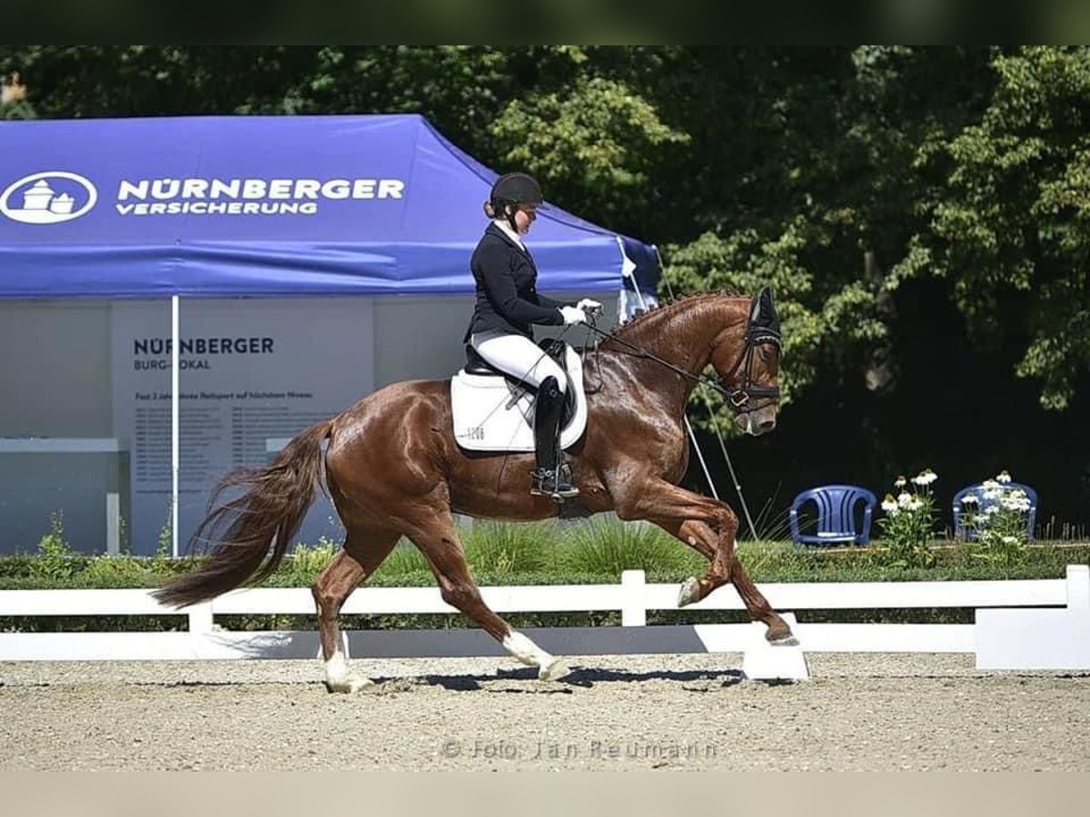 Caballo de deporte alemán Caballo castrado 7 años 173 cm Alazán in Roth