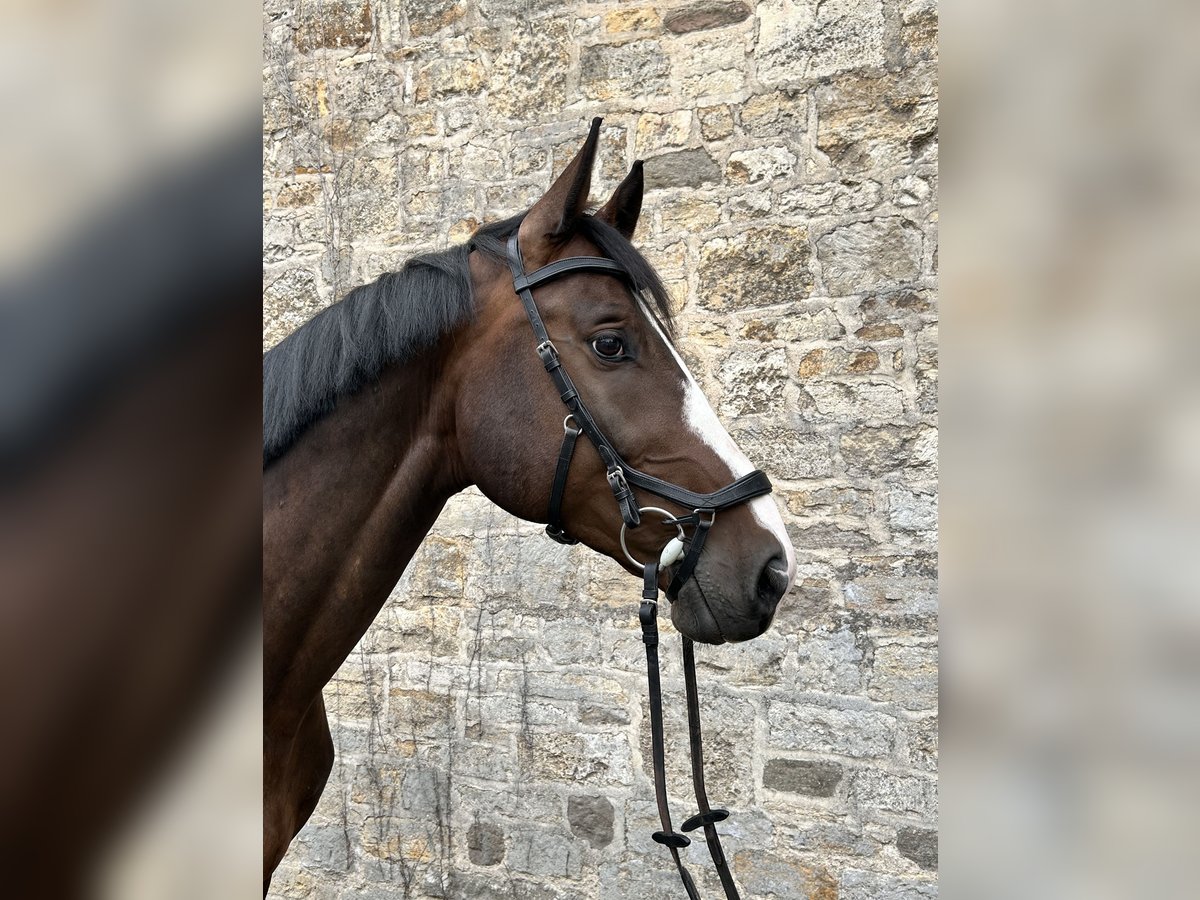 Caballo de deporte alemán Caballo castrado 7 años 173 cm Castaño oscuro in Seegebiet Mansfelder Land