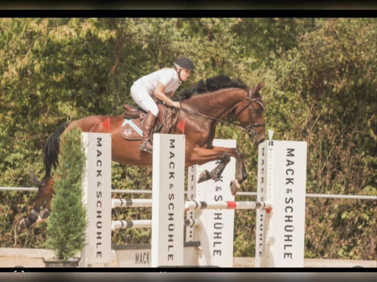 Caballo de deporte alemán Caballo castrado 7 años 174 cm Castaño in Gerstetten