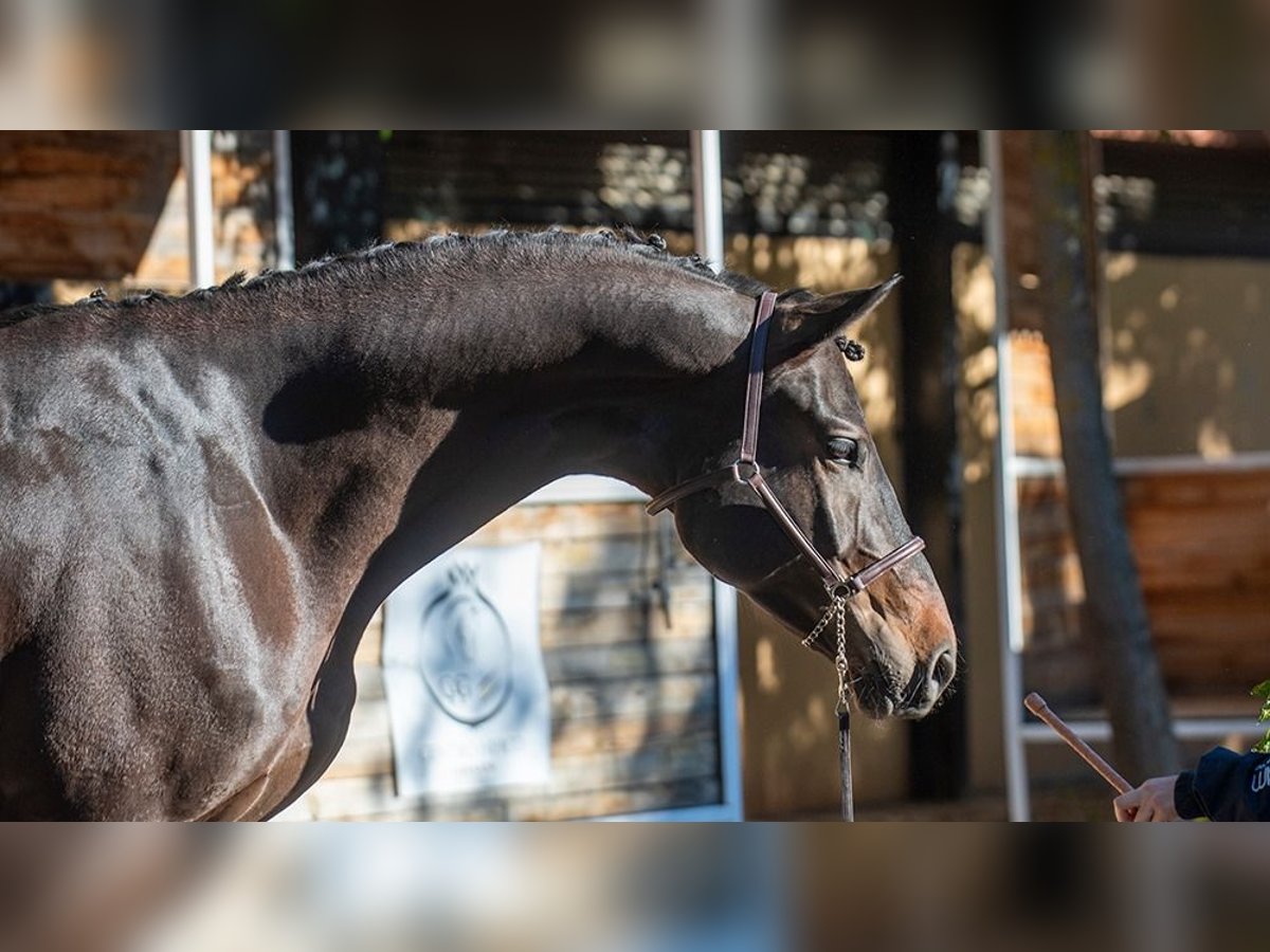 Caballo de deporte alemán Caballo castrado 7 años 174 cm Castaño oscuro in Jerez De La Frontera