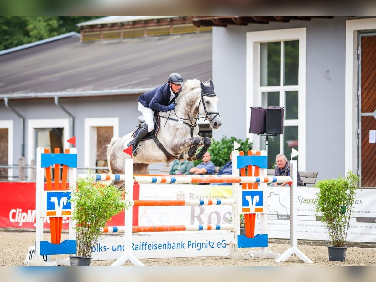 Caballo de deporte alemán Caballo castrado 7 años 174 cm Tordo in Perleberg