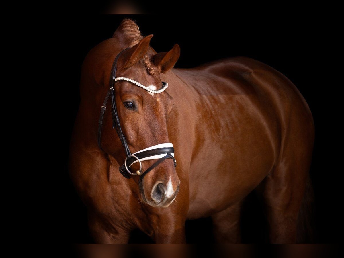 Caballo de deporte alemán Caballo castrado 7 años 175 cm Alazán-tostado in Eckental