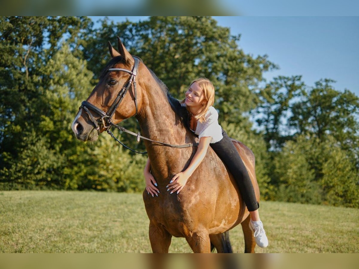 Caballo de deporte alemán Caballo castrado 7 años 176 cm Castaño claro in Mainhardt