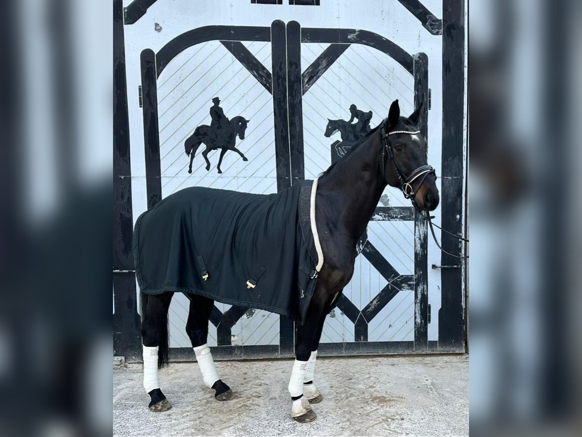 Caballo de deporte alemán Caballo castrado 7 años 180 cm Morcillo in Sperenberg