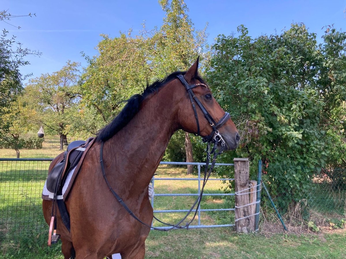 Caballo de deporte alemán Caballo castrado 8 años 164 cm Castaño in Allersberg