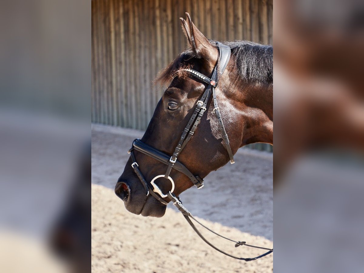 Caballo de deporte alemán Caballo castrado 8 años 164 cm Morcillo in Meckenbeuren