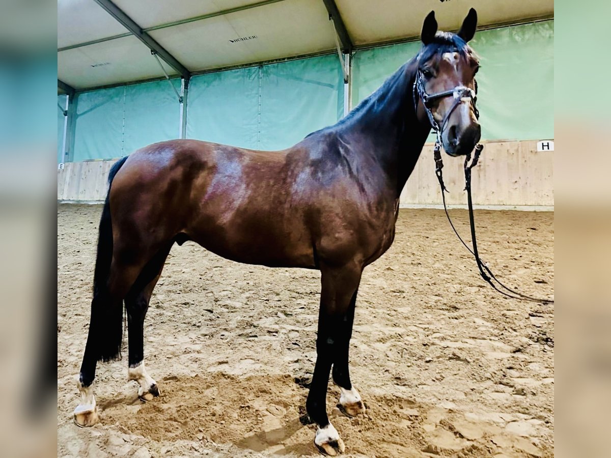 Caballo de deporte alemán Caballo castrado 8 años 165 cm Castaño in Thale