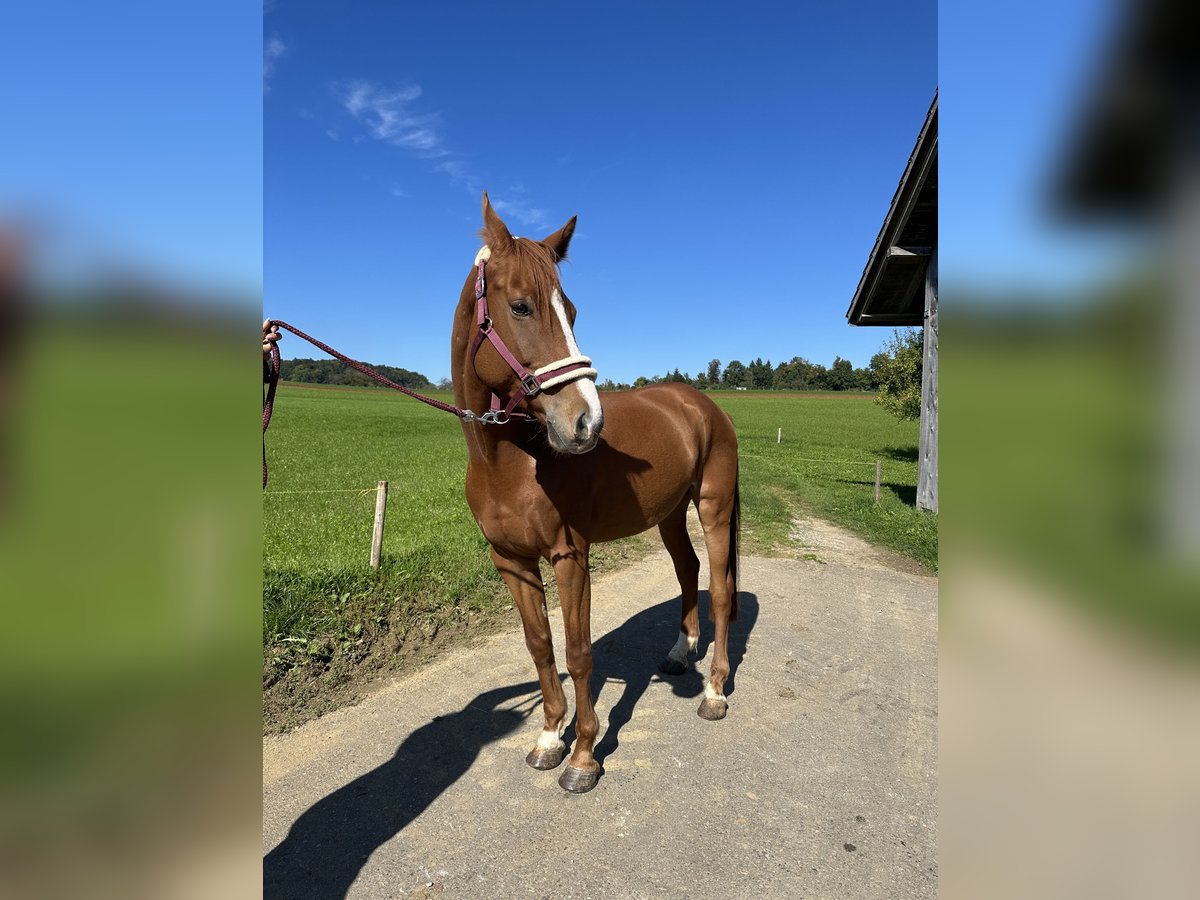 Caballo de deporte alemán Caballo castrado 8 años 166 cm Alazán in Oltingen Caballo de deporte alemán Caballo castrado 8 años 166 cm Alazán in Oltingen