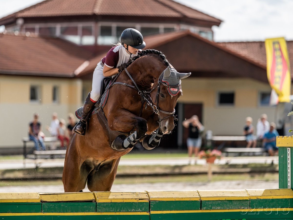 Caballo de deporte alemán Caballo castrado 8 años 168 cm Castaño in Brniště