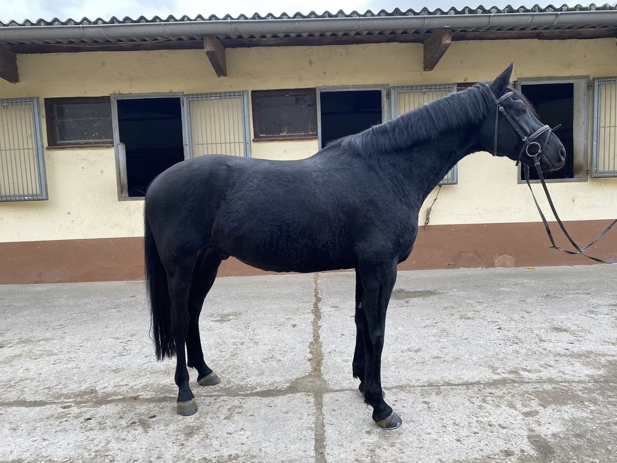 Caballo de deporte alemán Caballo castrado 8 años 169 cm Negro in Gro&#xDF;ostheim