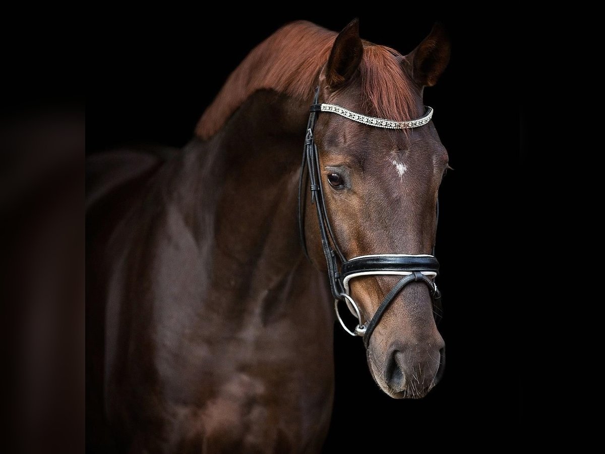 Caballo de deporte alemán Caballo castrado 8 años 170 cm Alazán-tostado in Großderschau