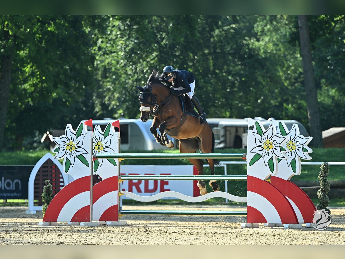 Caballo de deporte alemán Caballo castrado 8 años 171 cm Castaño in Eidenberg