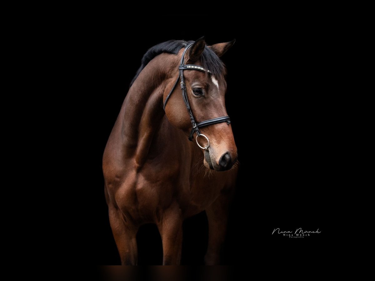 Caballo de deporte alemán Caballo castrado 8 años 173 cm Castaño in Kümmersbruck