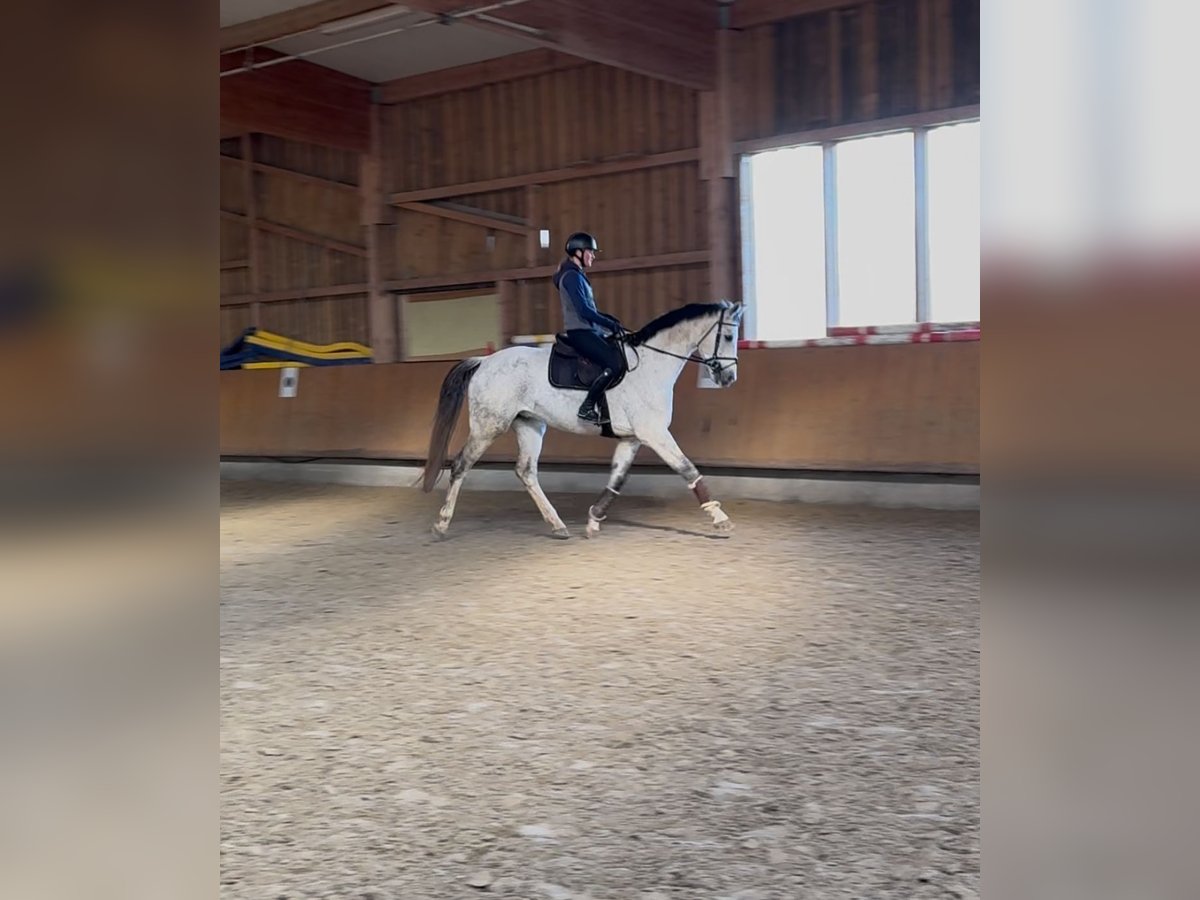 Caballo de deporte alemán Caballo castrado 8 años 173 cm Tordo rodado in Göda