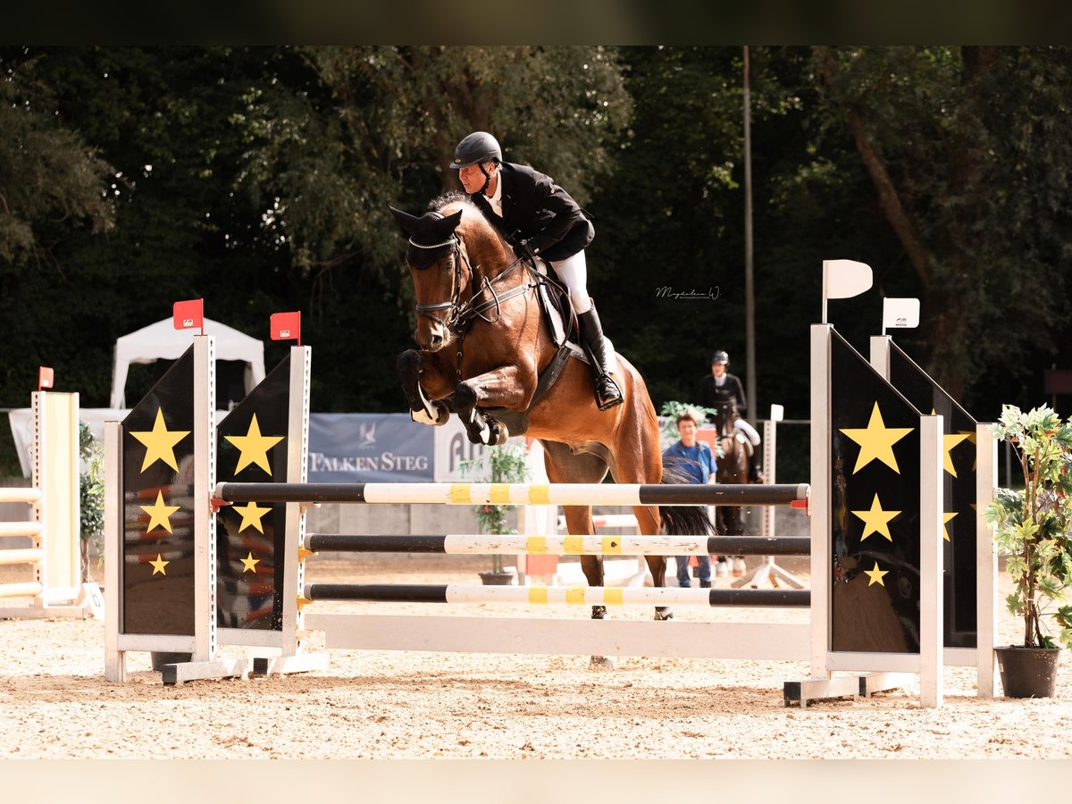 Caballo de deporte alemán Caballo castrado 8 años 174 cm Castaño in Kümmersbruck