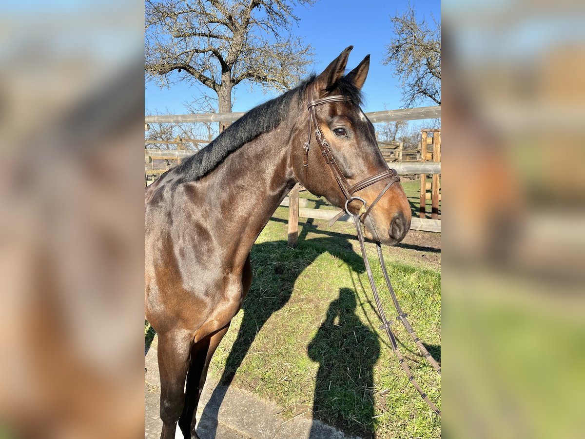 Caballo de deporte alemán Caballo castrado 8 años 175 cm Castaño in Winnenden