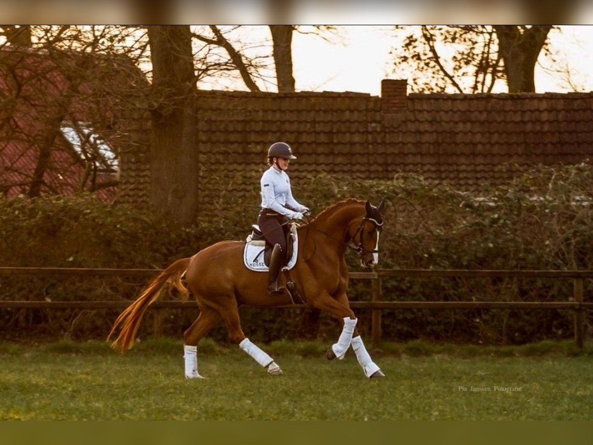 Caballo de deporte alemán Caballo castrado 8 años 176 cm Alazán in Hingstheide