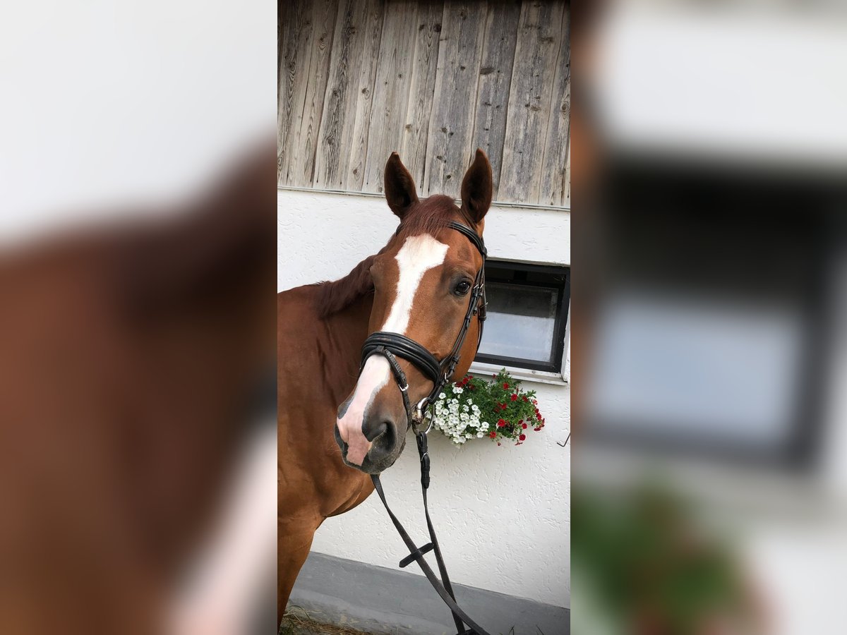 Caballo de deporte alemán Caballo castrado 8 años 178 cm Alazán in Haarbach