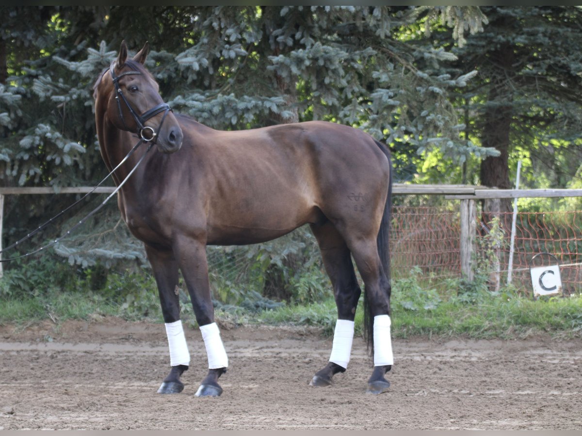 Caballo de deporte alemán Caballo castrado 8 años 178 cm Castaño in Hartenstein