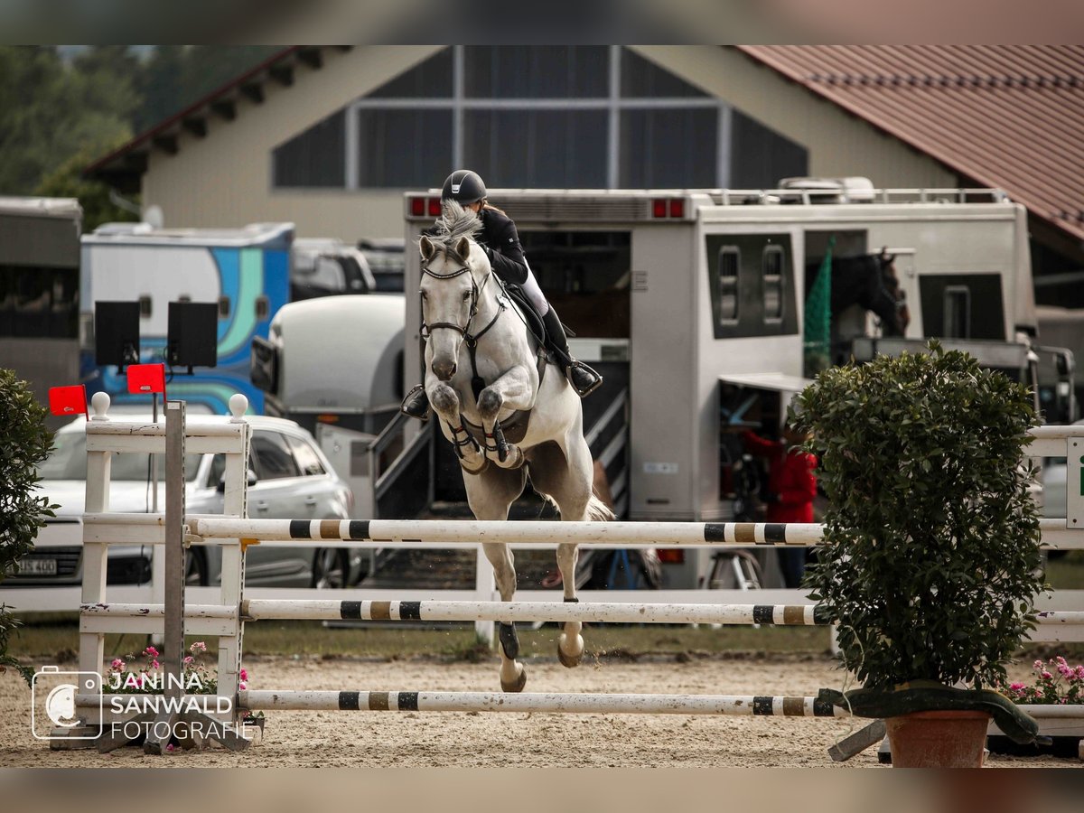 Caballo de deporte alemán Caballo castrado 8 años 178 cm Tordo in Wilhelmsdorf