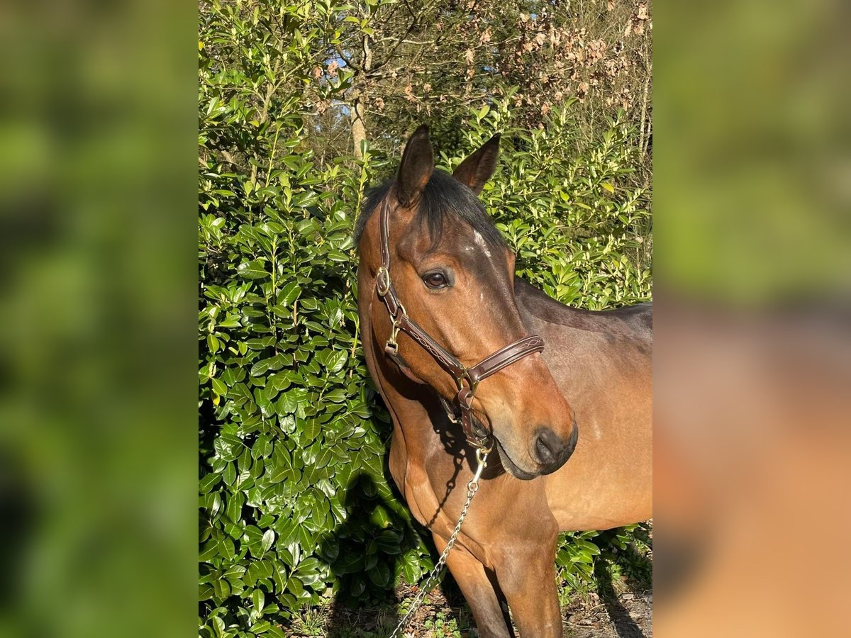 Caballo de deporte alemán Caballo castrado 9 años 164 cm Castaño in M&#xFC;llheim