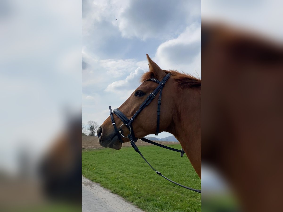 Caballo de deporte alemán Caballo castrado 9 años 165 cm Alazán in Arnsberg