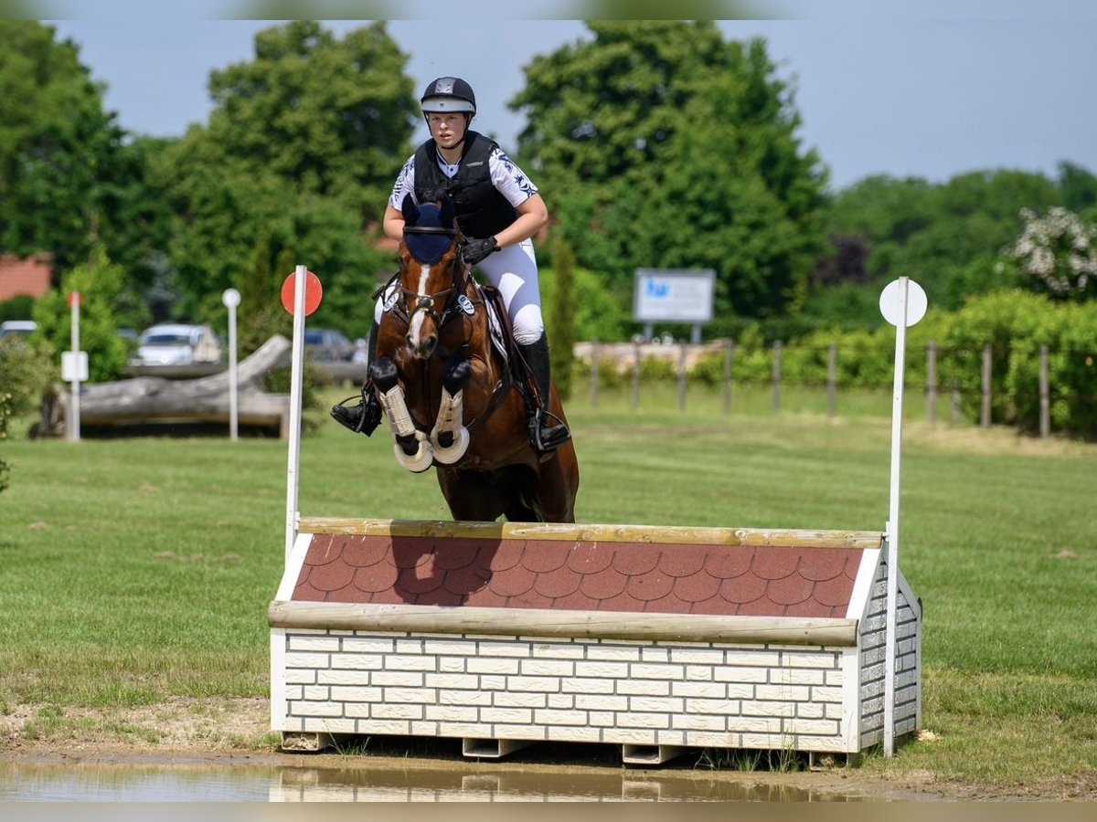 Caballo de deporte alemán Caballo castrado 9 años 165 cm Castaño in Twistetal