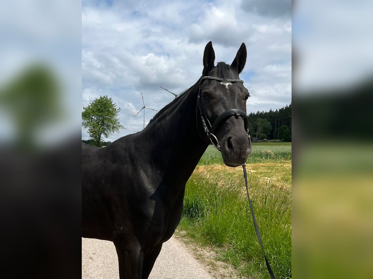 Caballo de deporte alemán Caballo castrado 9 años 165 cm Negro in Schopfloch