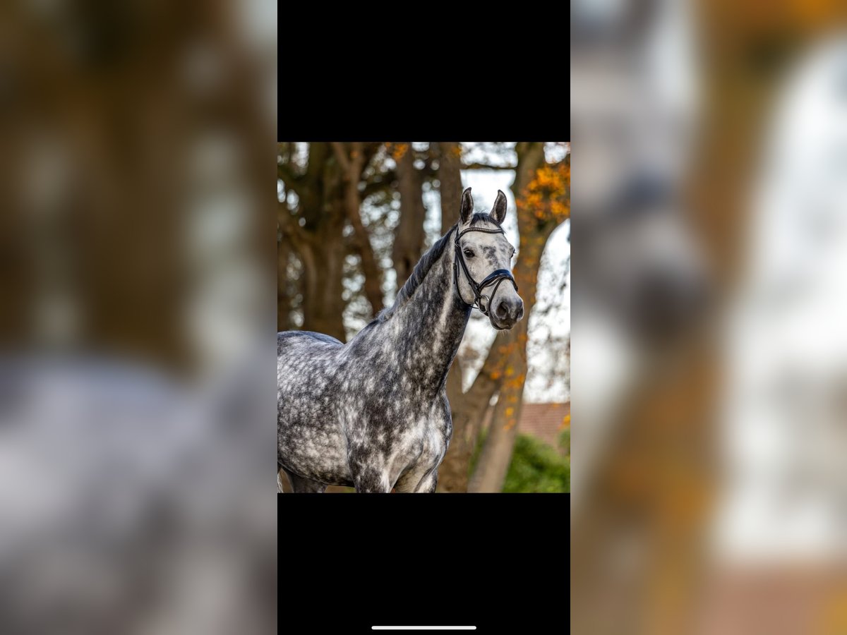 Caballo de deporte alemán Caballo castrado 9 años 167 cm Tordo rodado in Breda