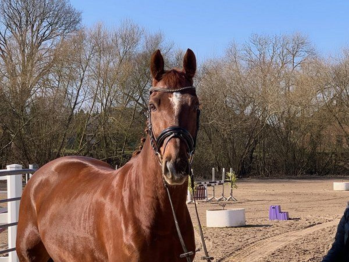 Caballo de deporte alemán Caballo castrado 9 años 168 cm Alazán-tostado in Verden (Aller)