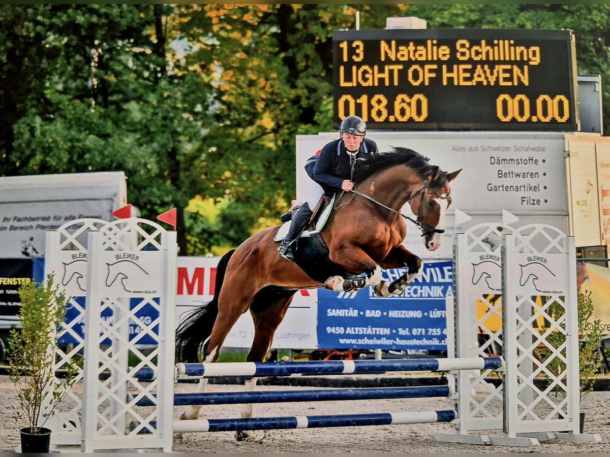 Caballo de deporte alemán Caballo castrado 9 años 168 cm Castaño in Arnegg