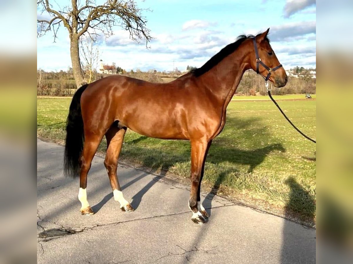 Caballo de deporte alemán Caballo castrado 9 años 168 cm Castaño in Schwäbisch Gmünd