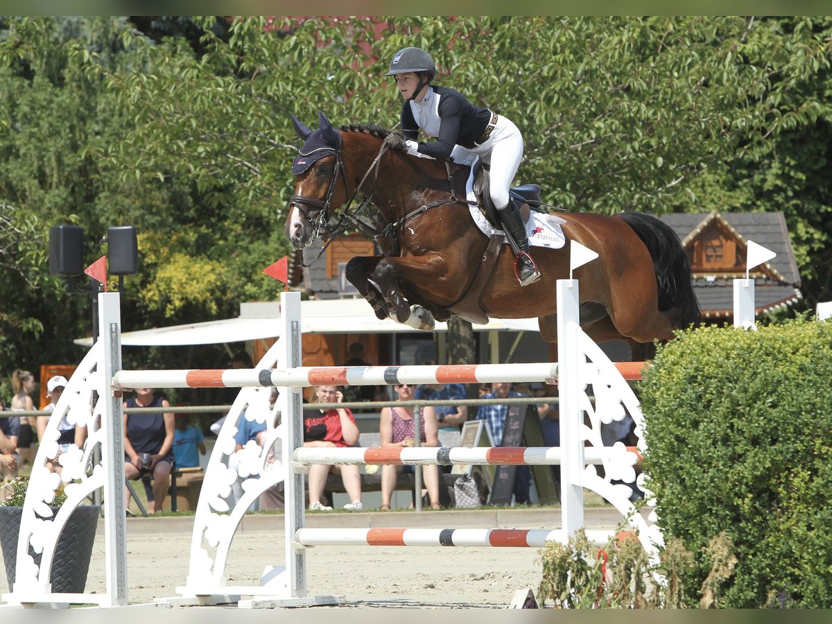 Caballo de deporte alemán Caballo castrado 9 años 168 cm Castaño in Insel Poel