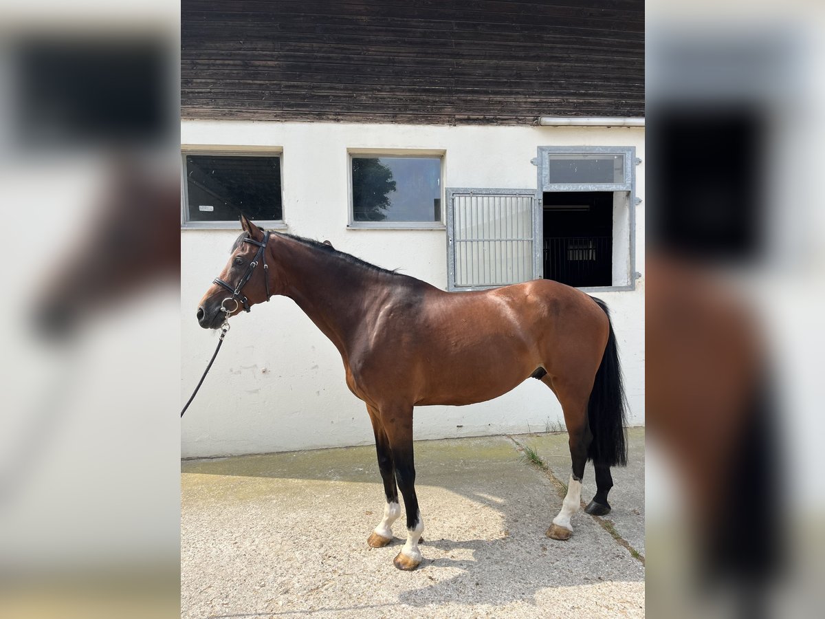 Caballo de deporte alemán Caballo castrado 9 años 169 cm Castaño claro in N&#xF6;rdlingen