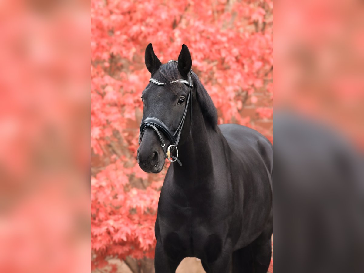 Caballo de deporte alemán Caballo castrado 9 años 169 cm Negro in Hilden