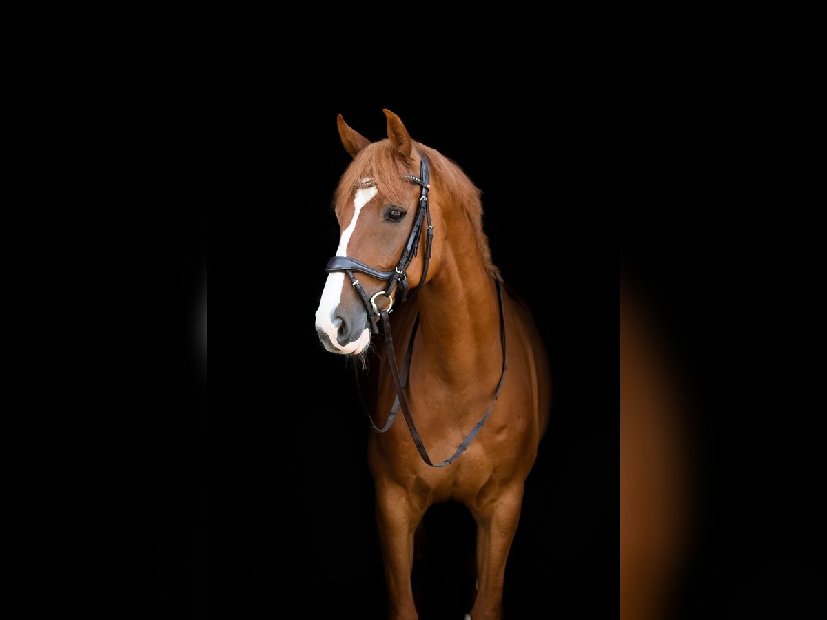 Caballo de deporte alemán Caballo castrado 9 años 170 cm Alazán in Wermelskirchen