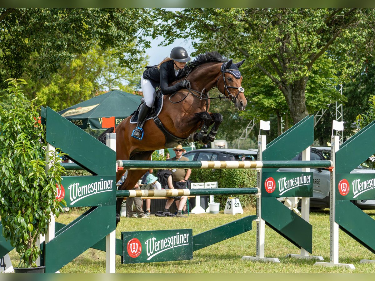 Caballo de deporte alemán Caballo castrado 9 años 170 cm in Lengenfeld