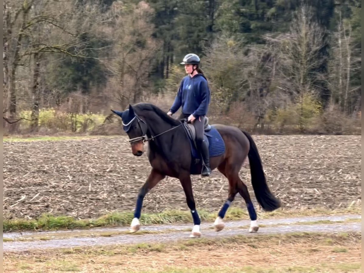 Caballo de deporte alemán Caballo castrado 9 años 171 cm Morcillo in Schlins