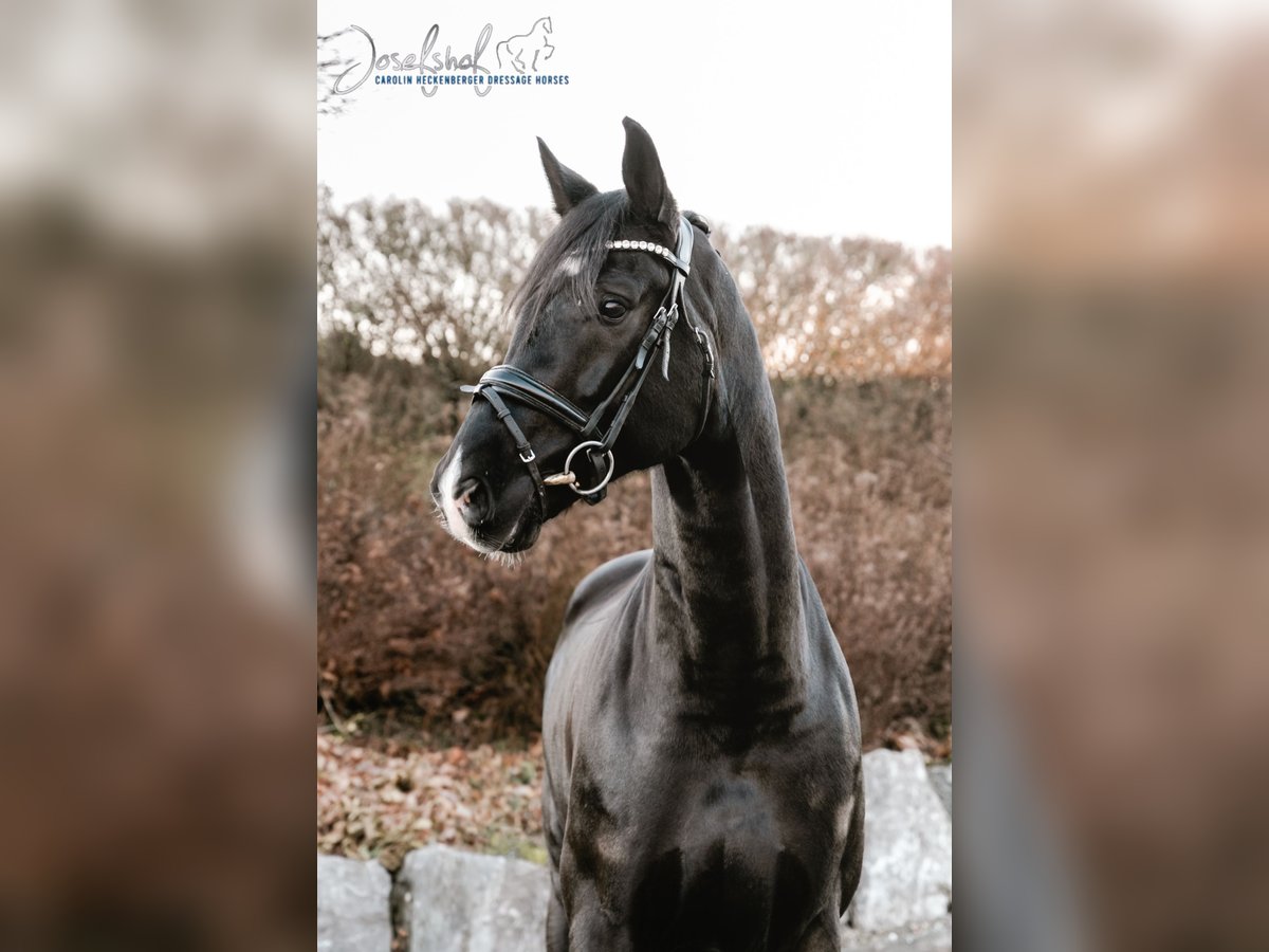 Caballo de deporte alemán Caballo castrado 9 años 174 cm Negro in Oberstadion