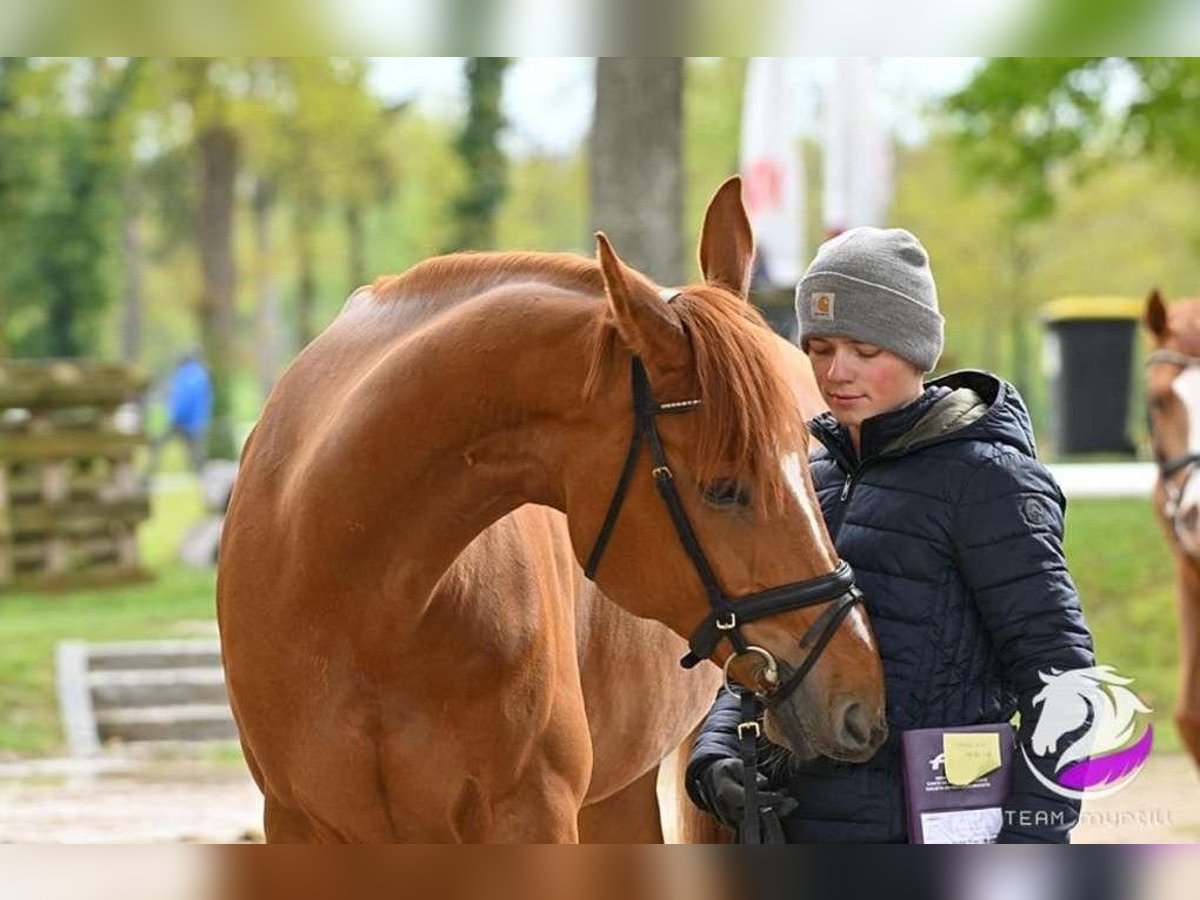 Caballo de deporte alemán Caballo castrado 9 años 175 cm Alazán in Eberstalzell