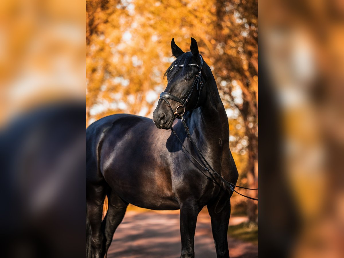 Caballo de deporte alemán Caballo castrado 9 años 175 cm Negro in Zossen