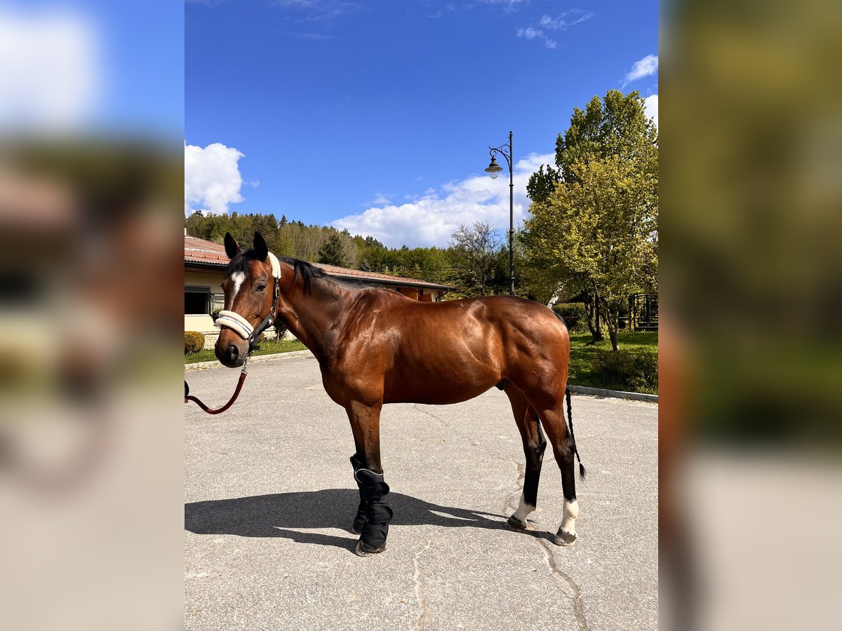 Caballo de deporte alemán Caballo castrado 9 años 176 cm Castaño in Bielsko-Biała