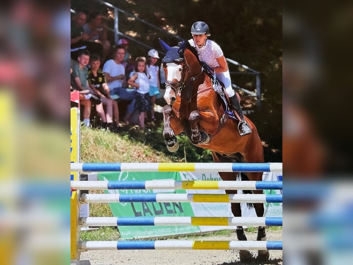 Caballo de deporte alemán Caballo castrado 9 años 176 cm Castaño in DanstedtWernigerode