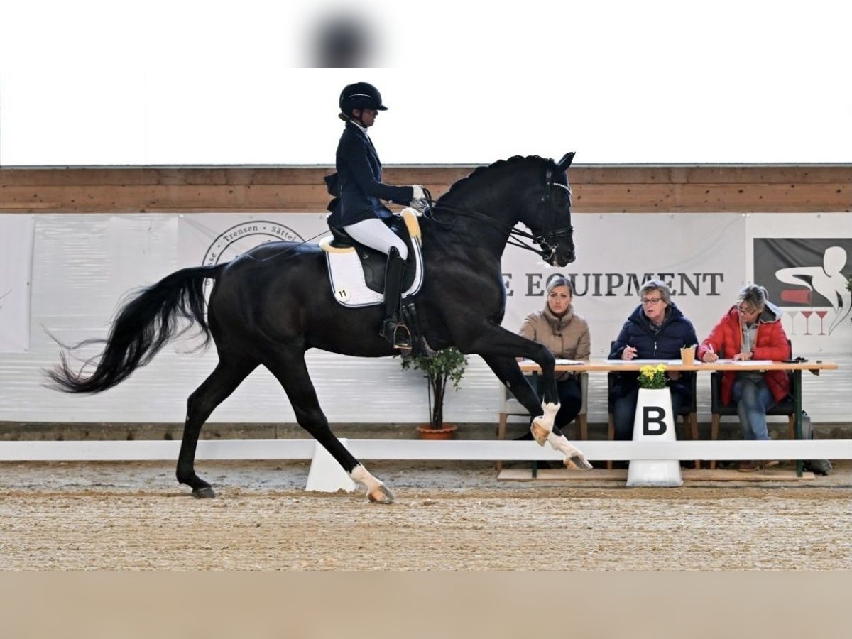 Caballo de deporte alemán Caballo castrado 9 años 176 cm Negro in Ubstadt-Weiher